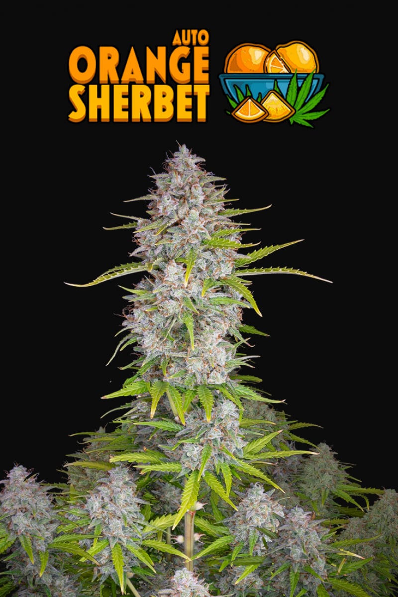 Fast Buds Orange Sherbet Auto