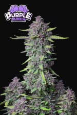 Fast Buds Purple Punch Auto