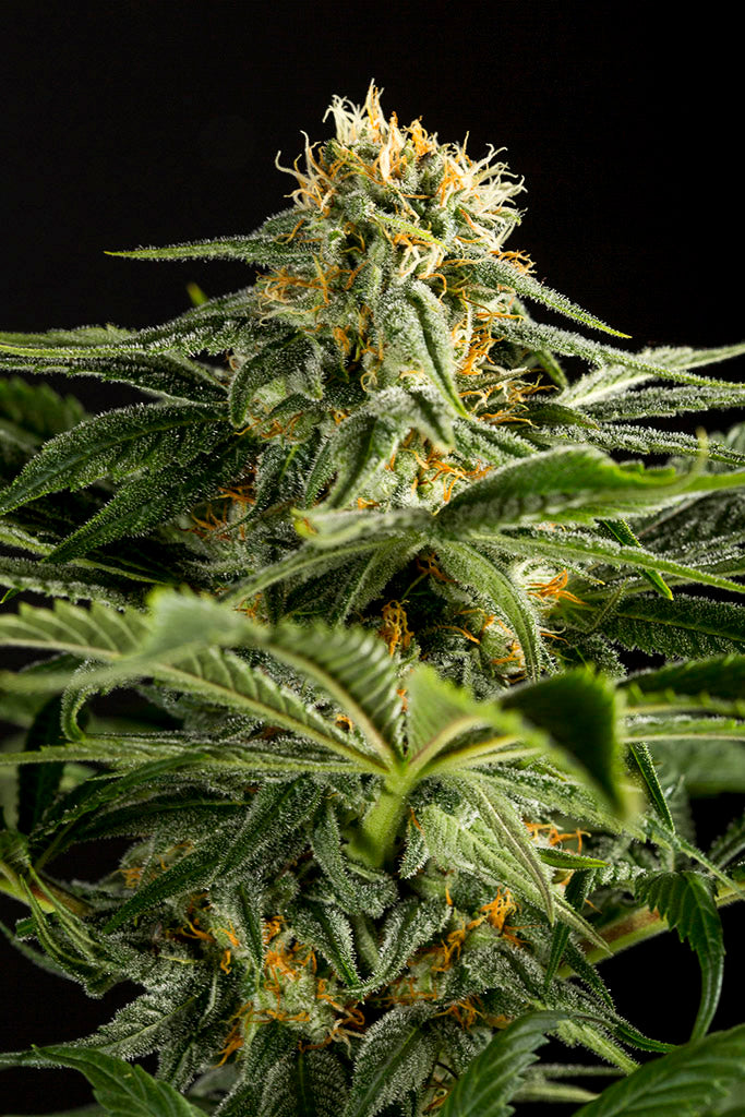 Dinafem California Hash Plant feminisiert