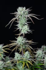 Fast Buds Strawberry Banana Auto
