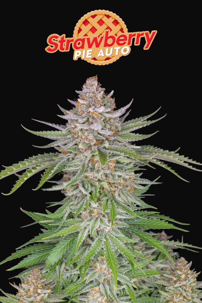 Fast Buds Strawberry Pie Auto
