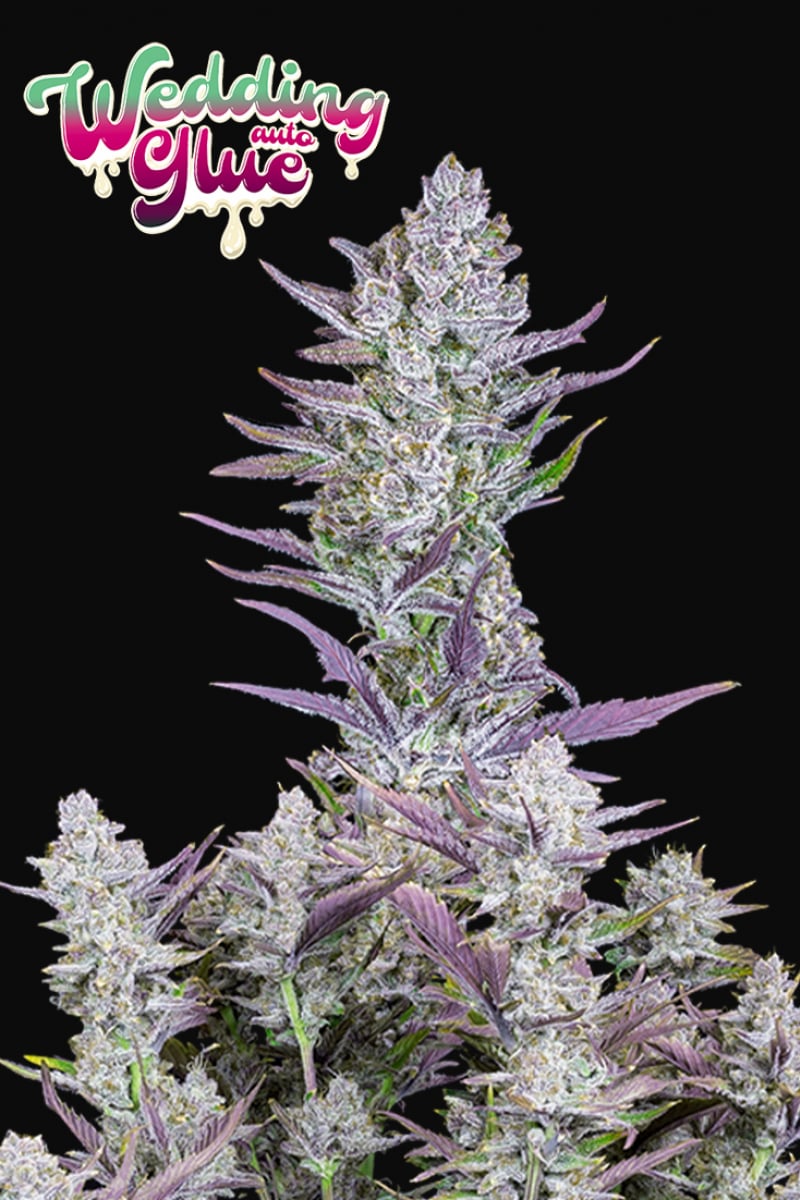 Fast Buds Wedding Glue Auto