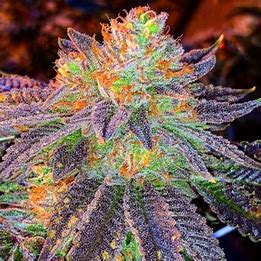 Fair Seeds Auto Zkittlez