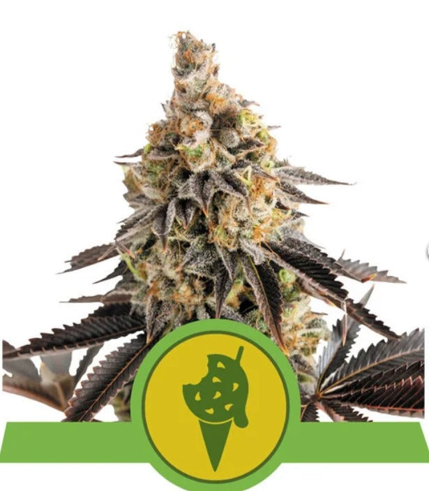 Royal Queen Seeds Cookies Gelato Auto