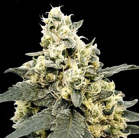 Paradise Seeds Lemonade Auto