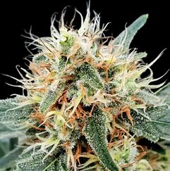 Paradise Seeds Stromboli Auto
