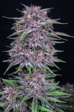 Fast Buds Banana Purple Punch Auto