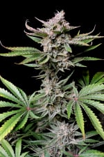 Fast Buds Cherry Cola Auto