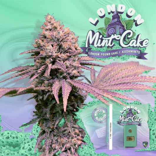 TH Seeds 6+1 Spezialpaket London Mint Cake Feminisiert