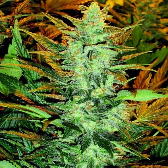 Doctor's Choice Lowryder