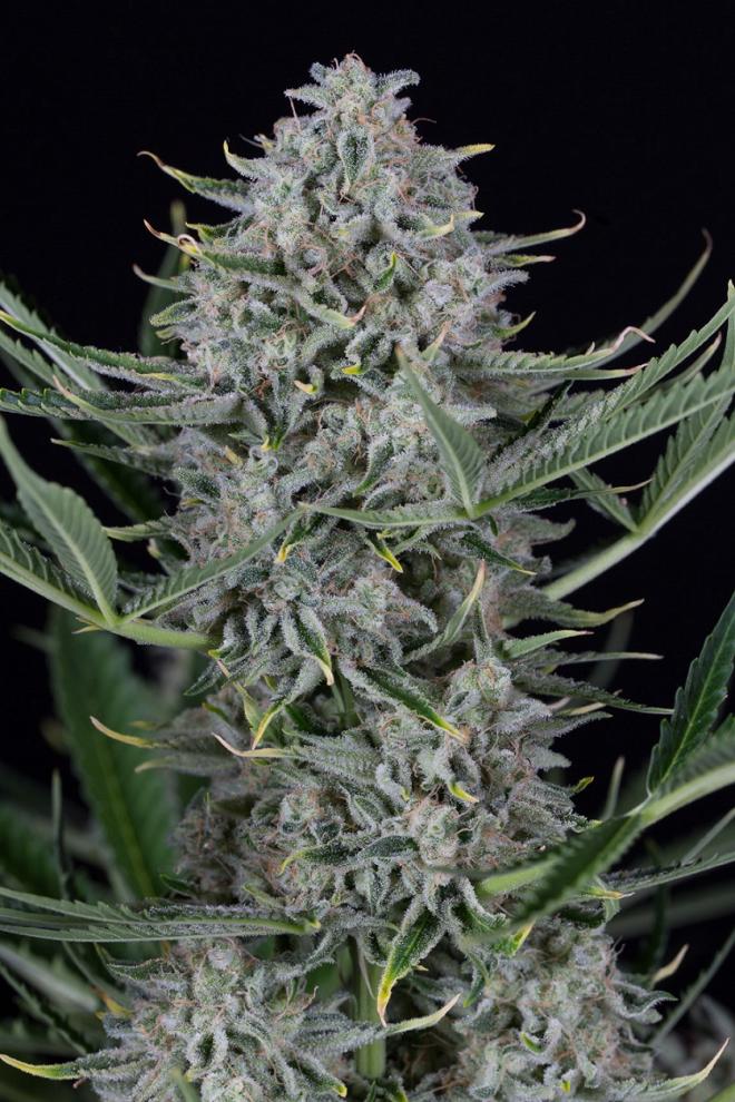 Dinafem Cookies Autoflowering Feminisiert