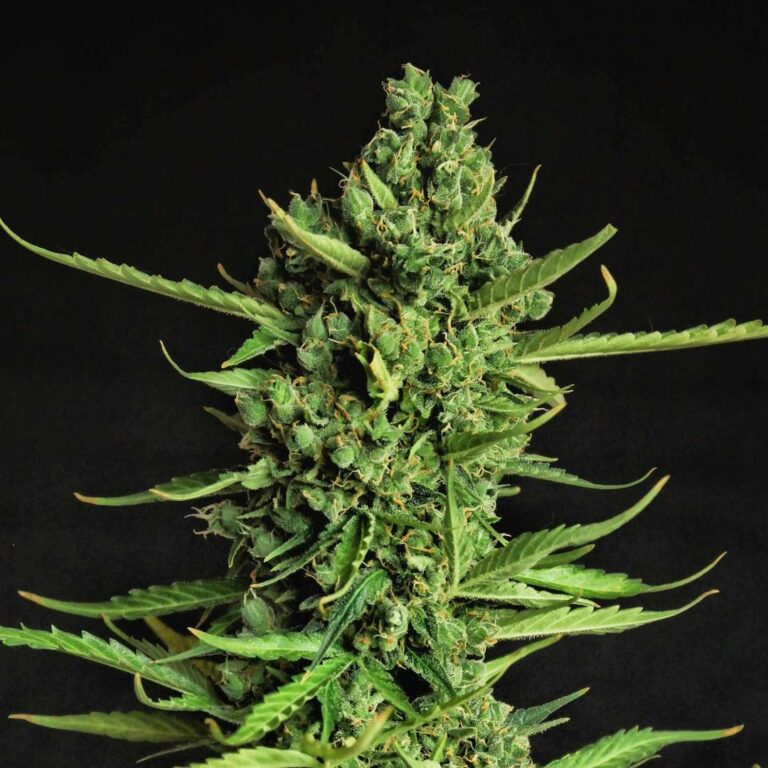 Doctor's Choice Devotchka Auto