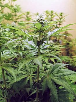Seedstockers Cookies and Cream Fast Big Pack Feminisiert schnell