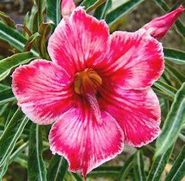 Wüstenrose - Adenium Obesum Hunter, 5 Stk