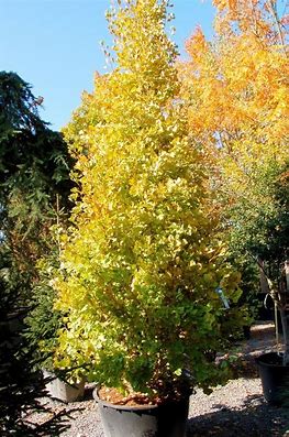 Zweilappiger Ginkgo biloba, 2 Stk