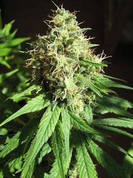 CBD Crew CBD Ghandi, Feminisiert, 5 Stk
