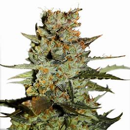 Growshop Seeds Auto Blueberry 10 Stück, Feminisiert und Autoflower