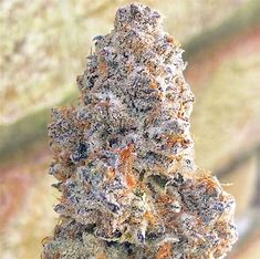 Growshop Seeds Black Dominator 5 Stück, feminisiert