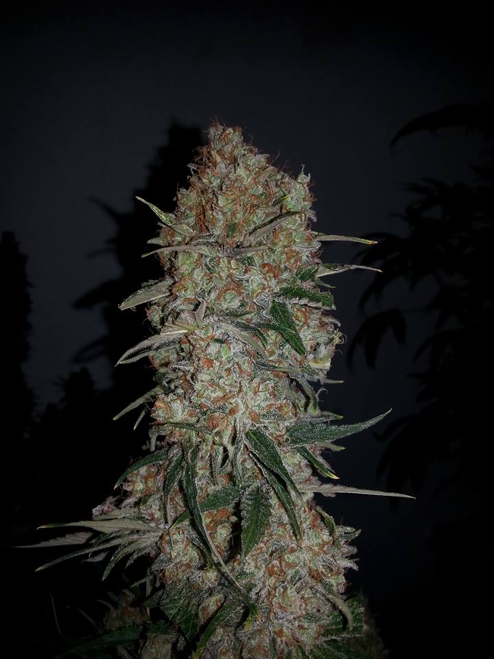 Ripper Seeds, Black Valley, feminisiert