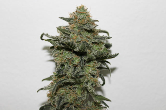Ripper Seeds, Old School, feminisiert