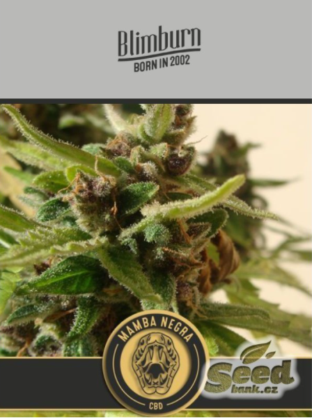 Blimburn Seeds Black Mamba AUTO CBD
