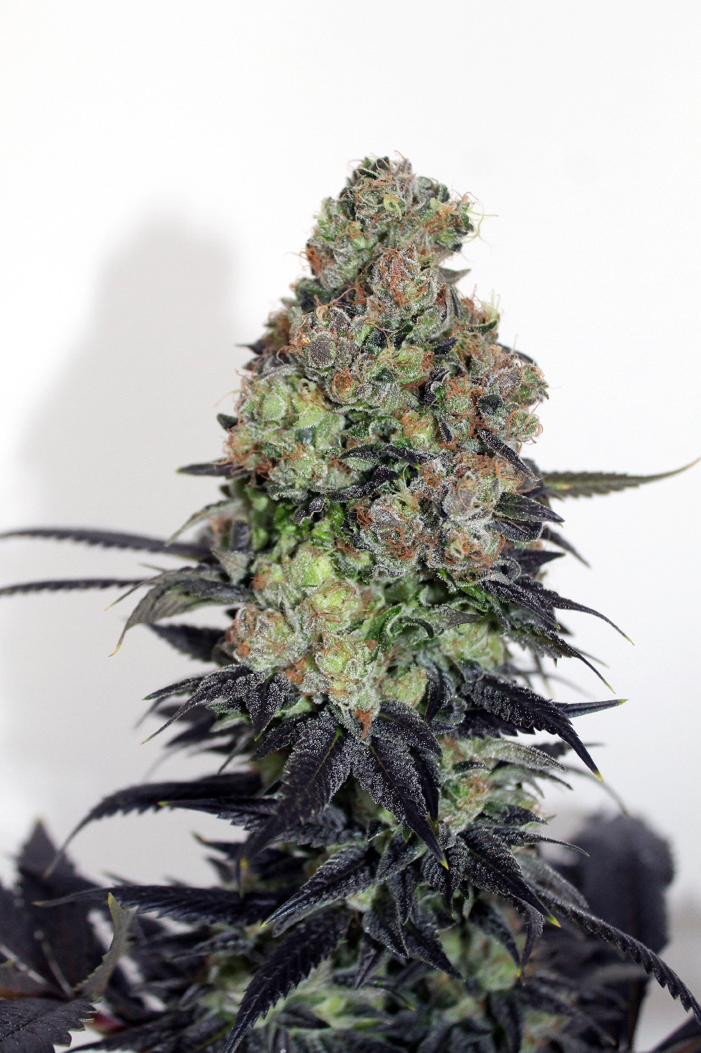 Ripper Seeds, Acid Dough, Feminisiert