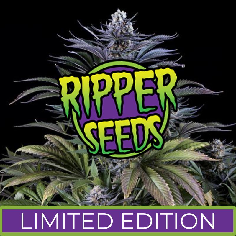 Ripper Seeds, Limited 1a, Feminisiert