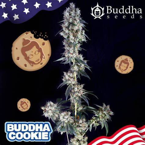 Buddha Seeds Cookie Auto 3 Stk