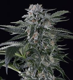 Silent Seeds, Moby Dick Auto 3 Stk