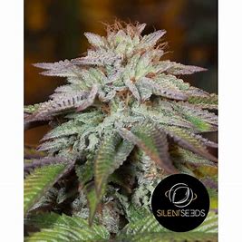 Silent Seeds, LAVanilla Cake Auto3 Stk LLL