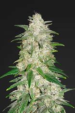 Silent Seeds von Sherbinskis, Polar Gelato Auto 10 Stk