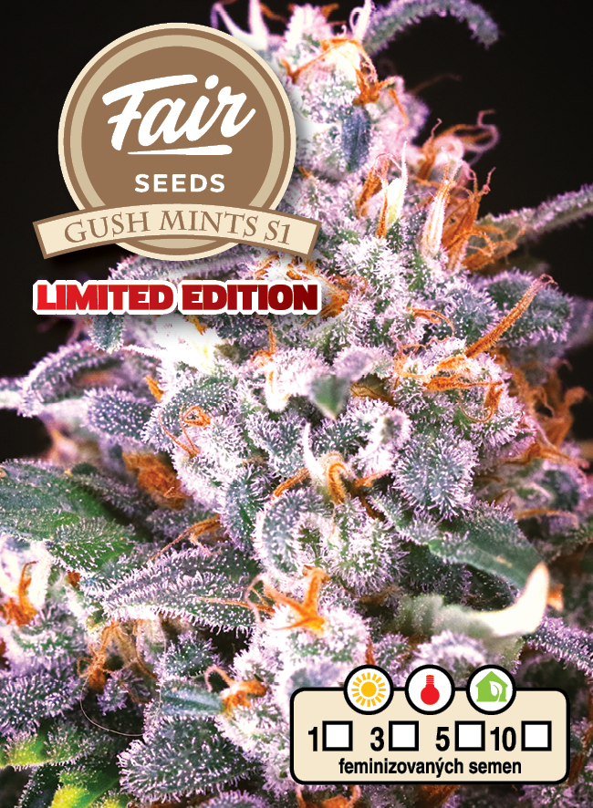 Fair Seeds Gush Mints S1, Feminisiert, 1Stk