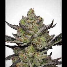 Fair Seeds Gush Mints S1, Feminisiert, 1Stk