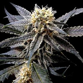 DNA Genetics Auto Strawberry Banana 6 Stk