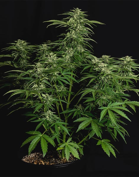 Royal Queen Seeds Hybrid Apollo F1 Auto