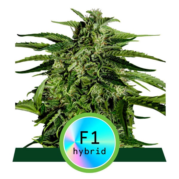 Royal Queen Seeds Hybrid Apollo F1 Auto