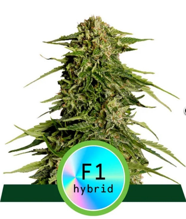 Royal Queen Seeds Hybrid Epsilon F1 Auto
