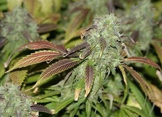 Sensi Seeds Blue Skunk, Feminisiert, 5 Stk