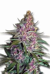 Sensi Seeds Purple Kush, Feminisiert, 3 Stk