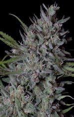 Sensi Seeds Critical Runtz, Feminisiert, 5 Stk