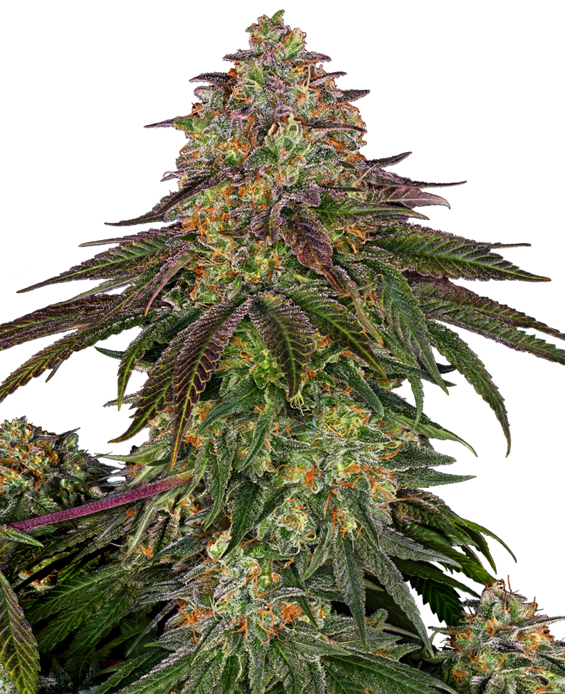 Sensi Seeds Sweet Cherry Kush, Feminisiert, 5 Stk
