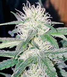 Sensi Seeds White Cheese, Feminisiert, 5 Stk