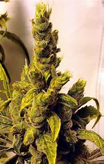 Dutch Passion Tropical Tangie, Feminisiert, 3 Stk