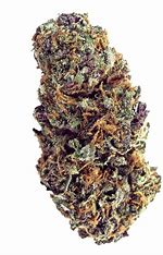 Dutch Passion Auto Forbidden Cherry