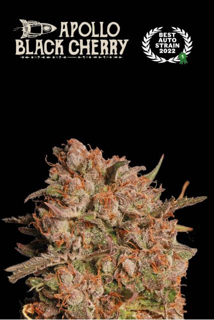 Seedstockers x Humboldt Apollo Black Cherry Auto