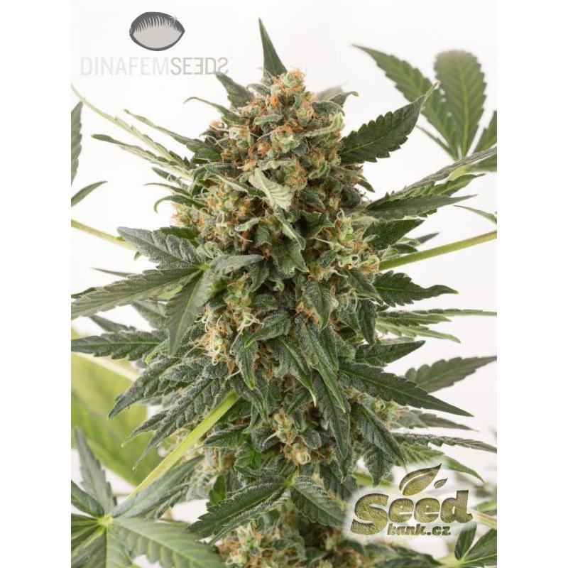 Dinafem Kush-n-Cheese Autoflowering Feminisiert Autoflower