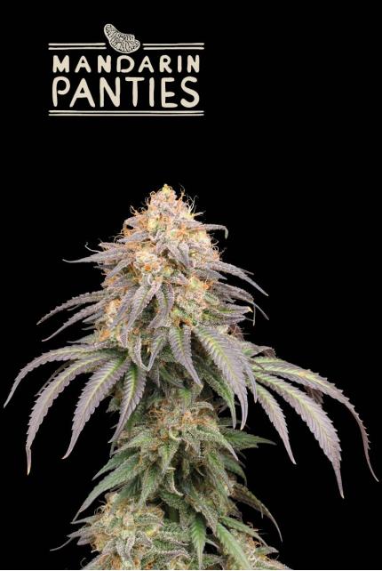 Seedstockers x Humboldt Mandarin Panties Auto