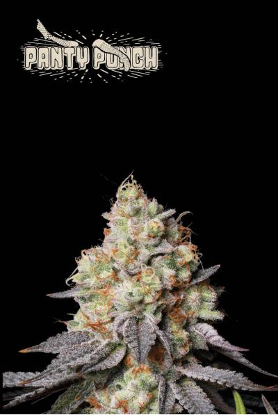 Seedstockers x Humboldt Panty Punch Auto