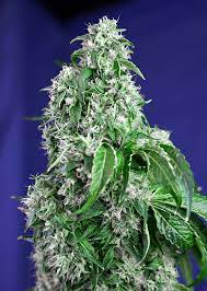 Sweet Seeds Auto Big Devil F1 schnelle Version, Feminisiert Autoflower, 5+2 Stk