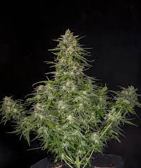 Sweet Seeds Auto Cream Mandarine